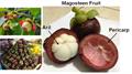 منگوستین ارغوانی